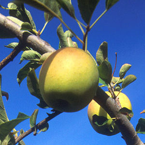 Golden Delicious Apple on branch