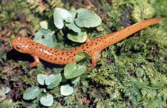 Northern Red Salamander