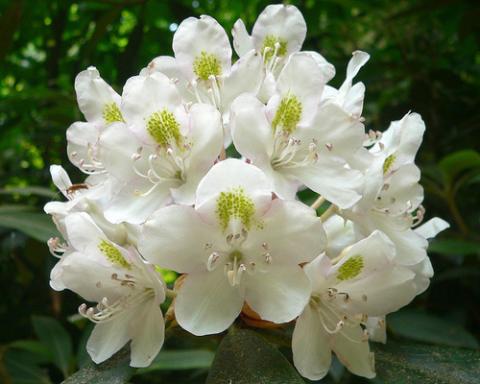 Rhododendron with white flowers